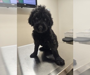 Labradoodle Puppy for sale in WILLIAMSTOWN, KY, USA