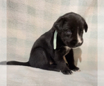 Small #2 German Shorthaired Pointer-Siberian Husky Mix