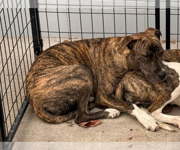 Medium Photo #2 American Staffordshire Terrier-Great Dane Mix Puppy For Sale in Foristell, MO, USA