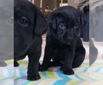 Small Photo #128 Labrador Retriever Puppy For Sale in OLYMPIA, WA, USA