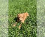 Small Photo #5 Poodle (Standard) Puppy For Sale in STEPHENVILLE, TX, USA