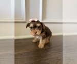 Small Photo #13 Yorkshire Terrier Puppy For Sale in PARIS, TX, USA