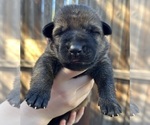 Small Photo #17 German Shepherd Dog Puppy For Sale in LAKE ELSINORE, CA, USA