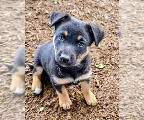 Medium Photo #18 Australian Kelpie Puppy For Sale in CAMAS, WA, USA