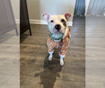Small #8 American Pit Bull Terrier