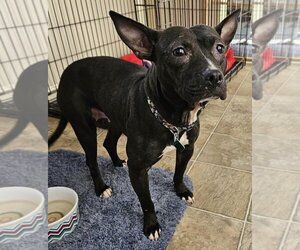 Faux Frenchbo Bulldog Dogs for adoption in Clarkston, MI, USA