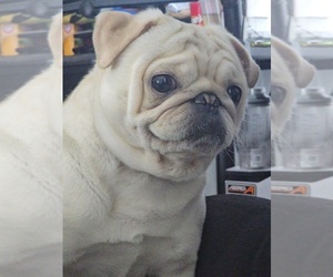 Father of the Pug puppies born on 09/10/2025