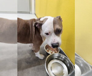 Mutt Dogs for adoption in Temple, TX, USA
