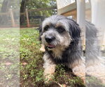 Small Photo #10 Poodle (Miniature)-Unknown Mix Puppy For Sale in Pacolet, SC, USA
