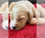 Small Photo #16 Goldendoodle Puppy For Sale in WOODLAND, AL, USA