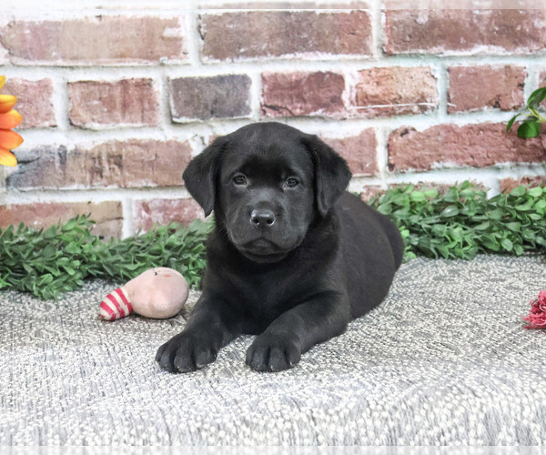 Medium Photo #4 Labrador Retriever Puppy For Sale in SYRACUSE, IN, USA