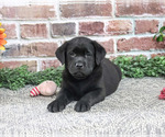 Jade - Female Labrador Retriever Puppy for Sale - Photo #4