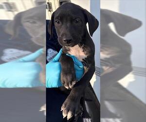 American Staffordshire Terrier-Unknown Mix Dogs for adoption in San Antonio, TX, USA