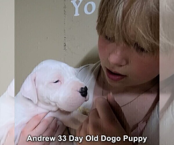Medium Photo #58 Dogo Argentino Puppy For Sale in JANE, MO, USA
