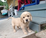 Puppy scout Golden Cavalier-Golden Retriever Mix