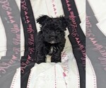 Small Photo #2 Poodle (Toy)-Yorkshire Terrier Mix Puppy For Sale in CLARE, IL, USA