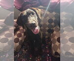 Small #1 Labrador Retriever