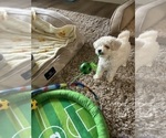Small #4 Maltipoo (Miniature)