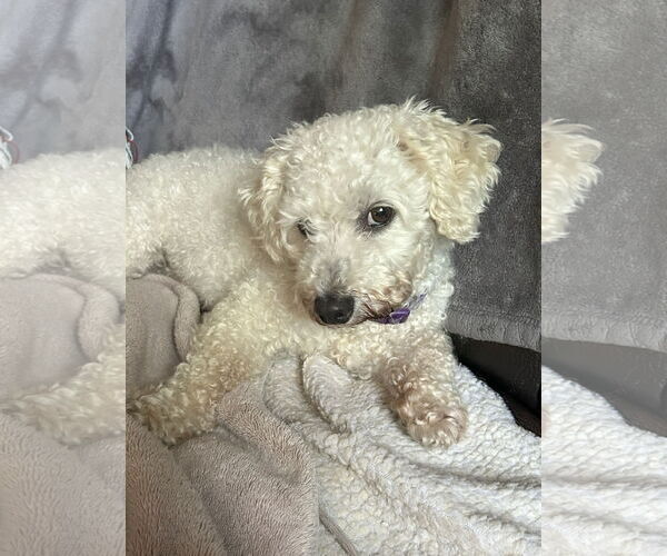 Medium Photo #6 Bichon Frise Puppy For Sale in Wheaton, IL, USA