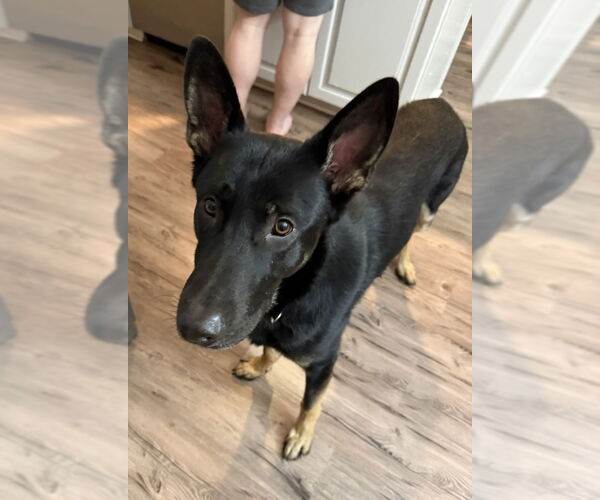 Medium Photo #10 German Shepherd Dog Puppy For Sale in Winston Salem, NC, USA