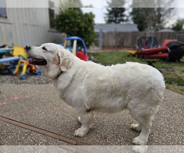 Medium Photo #19 English Cream Golden Retriever Puppy For Sale in CITRUS HEIGHTS, CA, USA