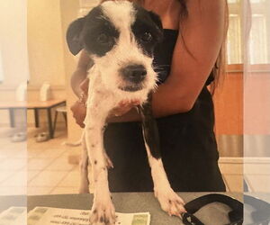 Mutt Dogs for adoption in Virginia Beach, VA, USA