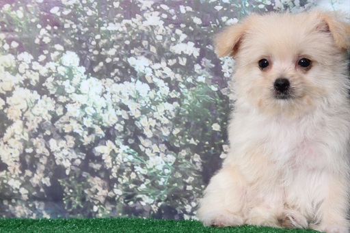Medium Photo #3 Morkie Puppy For Sale in BEL AIR, MD, USA