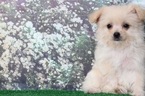Small Photo #3 Morkie Puppy For Sale in BEL AIR, MD, USA