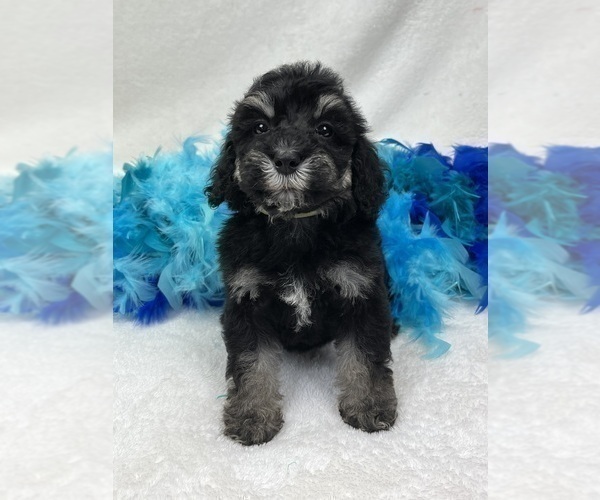 Medium Photo #5 Bernedoodle (Miniature) Puppy For Sale in BULLARD, TX, USA