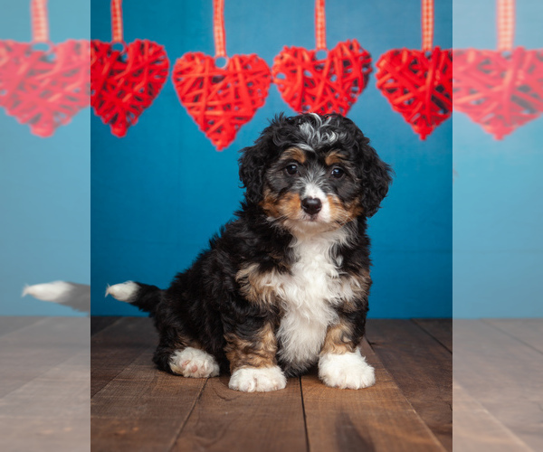 Medium Photo #2 Miniature Bernedoodle Puppy For Sale in ADDISON, MI, USA