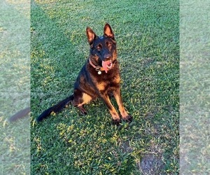 Mother of the German Shepherd Dog puppies born on 07/07/2026