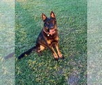 Small Photo #1 German Shepherd Dog Puppy For Sale in LABELLE, FL, USA