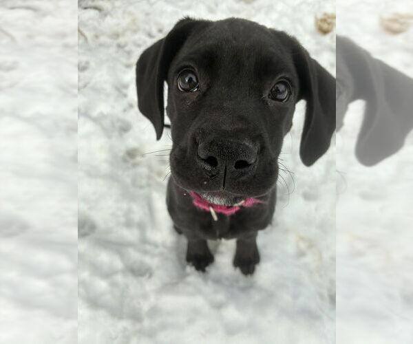 Medium Photo #12 Boweimar Puppy For Sale in Brewster, NY, USA