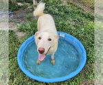 Small #2 Siberian Husky-white german shepherd Mix