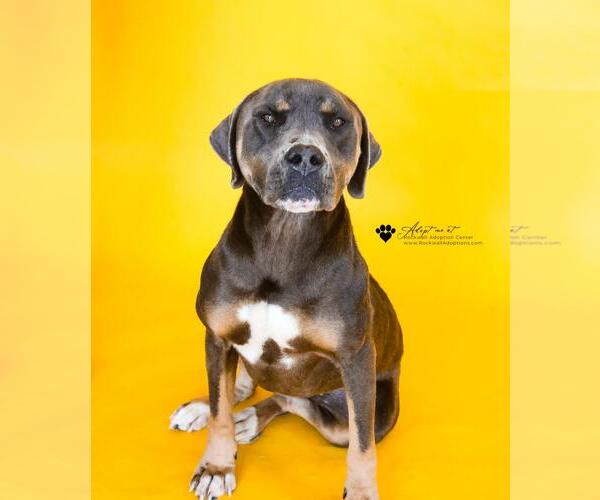 Medium Photo #8 American Bulldog-Unknown Mix Puppy For Sale in Rockwall, TX, USA