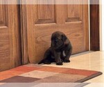 Small #2 Belgian Malinois
