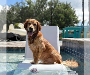 Simba 1541 - Male Golden Retriever Dog for Adoption - Photo #2