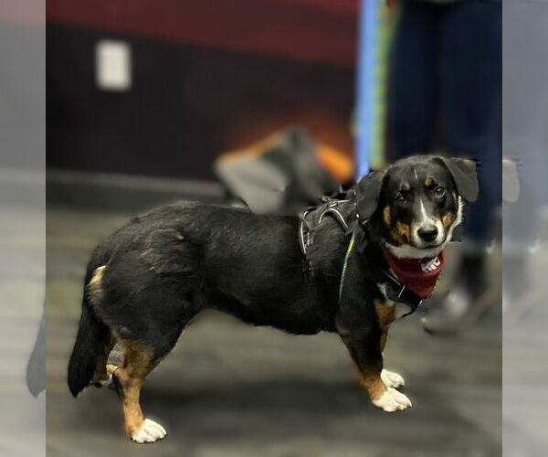 Medium Photo #9 Mutt Puppy For Sale in Fargo, ND, USA