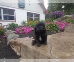 Small Photo #3 Cavapoo Puppy For Sale in MILLERSBURG, PA, USA