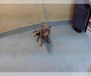 Mutt Dogs for adoption in Tulsa, OK, USA