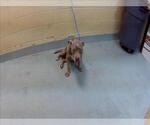 Small Mutt