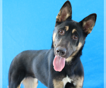 Small #1 German Shepherd Dog