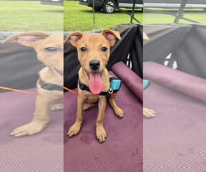 Labrador Retriever-Unknown Mix Dogs for adoption in NYC, NY, USA