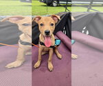 Small Labrador Retriever Mix