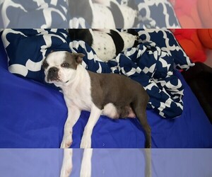 Mother of the Boston Terrier puppies born on 02/28/2020