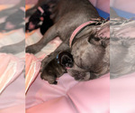 Small #6 French Bulldog