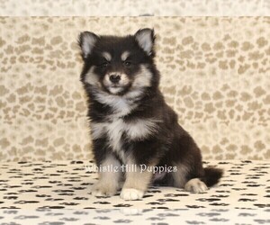 Pomsky Puppy for sale in DENVER, PA, USA