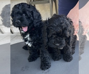 Cocker Spaniel-Poodle (Miniature) Mix Puppy for sale in LIVERMORE, CA, USA