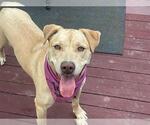 Small Labrador Retriever Mix