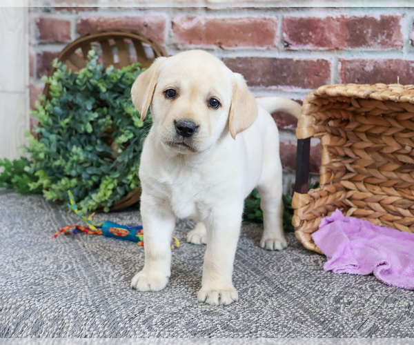 Medium Photo #7 Labrador Retriever Puppy For Sale in SYRACUSE, IN, USA